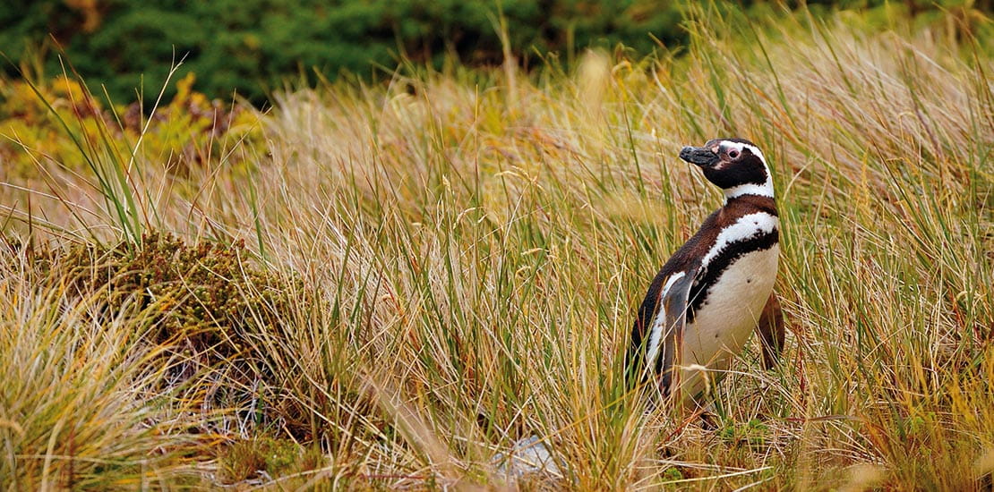 A Magellanic Penguin on the beach of Port Stanley in the Falkland Islands